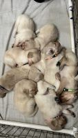 Golden Retriever Puppies for sale in Riverview, FL, USA. price: $2,200