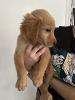 Golden Retriever Puppies for sale in 1860 Orangewood Ave, St Cloud, FL 34772, USA. price: $950