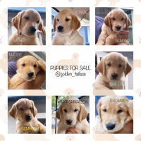 Golden Retriever Puppies for sale in Riverside, CA, USA. price: $1,600