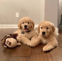 Golden Retriever Puppies for sale in Orlando, FL, USA. price: $650