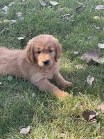Golden Retriever Puppies for sale in Portland, IN 47371, USA. price: $950