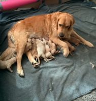 Golden Retriever Puppies for sale in New London, OH 44851, USA. price: NA
