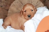 Golden Retriever Puppies for sale in 5809 Shiloh Church Rd, Union Grove, NC 28689, USA. price: $900