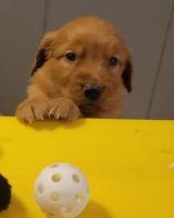 Golden Retriever Puppies for sale in Lonsdale, MN 55046, USA. price: $1,350