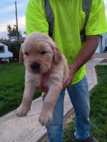 Golden Retriever Puppies for sale in Mountain Home, ID 83647, USA. price: $1,500