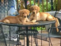 Golden Retriever Puppies for sale in Franklin, TN, USA. price: $300
