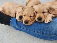 Golden Retriever Puppies for sale in City of the Village of Clarkston, MI 48346, USA. price: $2,500