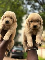 Golden Retriever Puppies for sale in Chennai, Tamil Nadu, India. price: NA