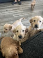 Golden Retriever Puppies for sale in Santa Ana, CA, USA. price: $500