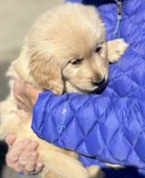 Golden Retriever Puppies for sale in Lavalette, WV 25535, USA. price: $750