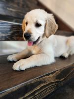 Golden Retriever Puppies for sale in Bedford, PA 15522, USA. price: $975