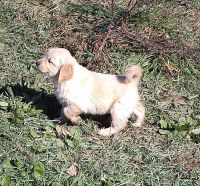 Golden Retriever Puppies for sale in West Point, IA 52656, USA. price: NA