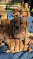Golden Retriever Puppies for sale in Orange County, CA, USA. price: $800