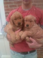 Golden Retriever Puppies for sale in Lafayette, IN, USA. price: $700