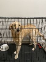 Golden Retriever Puppies for sale in Meridian, ID, USA. price: NA