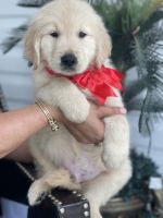 Golden Retriever Puppies for sale in Tampa, FL, USA. price: $1,000