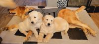 Golden Retriever Puppies for sale in Palmdale, CA, USA. price: $1,200