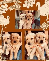 Golden Retriever Puppies for sale in Kansas City, MO, USA. price: $1,000