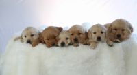 Golden Retriever Puppies for sale in Memphis, MO 63555, USA. price: $600