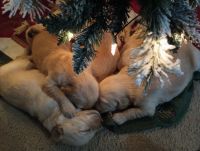 Golden Retriever Puppies for sale in Ridgecrest, CA 93555, USA. price: $1,000