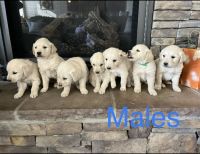 Golden Retriever Puppies for sale in Payson, UT, USA. price: $1,000