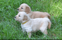 Golden Retriever Puppies for sale in Orlando, FL, USA. price: $1,500