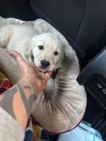Golden Retriever Puppies for sale in Lansing, IL 60438, USA. price: $600