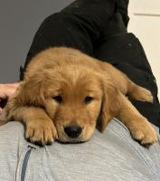 Golden Retriever Puppies for sale in Garland, ME, USA. price: $900