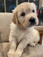 Golden Retriever Puppies for sale in Fayetteville, NC, USA. price: $450