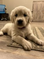 Golden Retriever Puppies for sale in New Lebanon, OH 45345, USA. price: $1,200