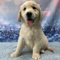 Golden Retriever Puppies for sale in Tampa, FL, USA. price: $550