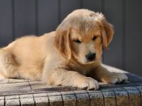 Golden Retriever Puppies for sale in Bend, OR, USA. price: $2,000