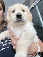 Golden Retriever Puppies for sale in Inverness, FL, USA. price: $1,500