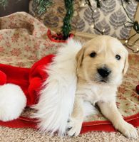 Golden Retriever Puppies for sale in 514 Walhalla Ct, Fort Collins, CO 80524, USA. price: $1,300