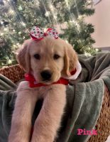 Golden Retriever Puppies for sale in Fort Lauderdale, FL, USA. price: $1,300