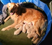 Golden Retriever Puppies for sale in West Lafayette, IN, USA. price: $1,000