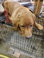 Golden Retriever Puppies for sale in Columbus, IN, USA. price: $500