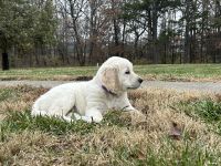 Golden Retriever Puppies for sale in Moberly, MO 65270, USA. price: $800