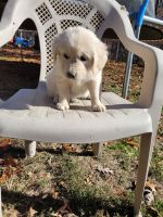 Golden Retriever Puppies for sale in Effingham, IL 62401, USA. price: $750