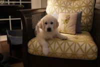Golden Retriever Puppies for sale in Wake Forest, NC 27587, USA. price: $1,800