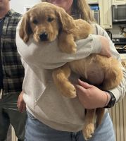 Golden Retriever Puppies for sale in Martinsburg, WV 25405, USA. price: $1,500