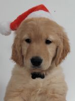 Golden Retriever Puppies for sale in Kalispell, MT 59901, USA. price: $1,000
