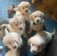 Golden Retriever Puppies for sale in Woods Cross, UT, USA. price: $3,500