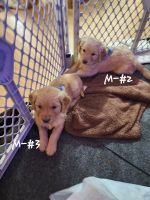 Golden Retriever Puppies for sale in Farmington, New Mexico. price: NA