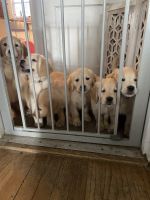 Golden Retriever Puppies for sale in Webster, Massachusetts. price: $2,000