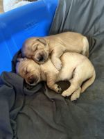 Golden Retriever Puppies for sale in Jewett City, Connecticut. price: $1,300