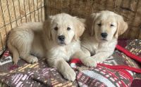 Golden Retriever Puppies for sale in Jamul, CA, USA. price: $1,200
