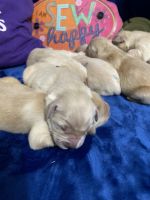Golden Retriever Puppies for sale in Chesapeake, VA, USA. price: $3,800