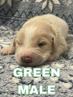 Golden Retriever Puppies for sale in Georgetown, KY 40324, USA. price: $500