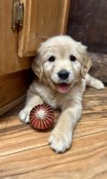 Golden Retriever Puppies for sale in Anderson, CA 96007, USA. price: $650